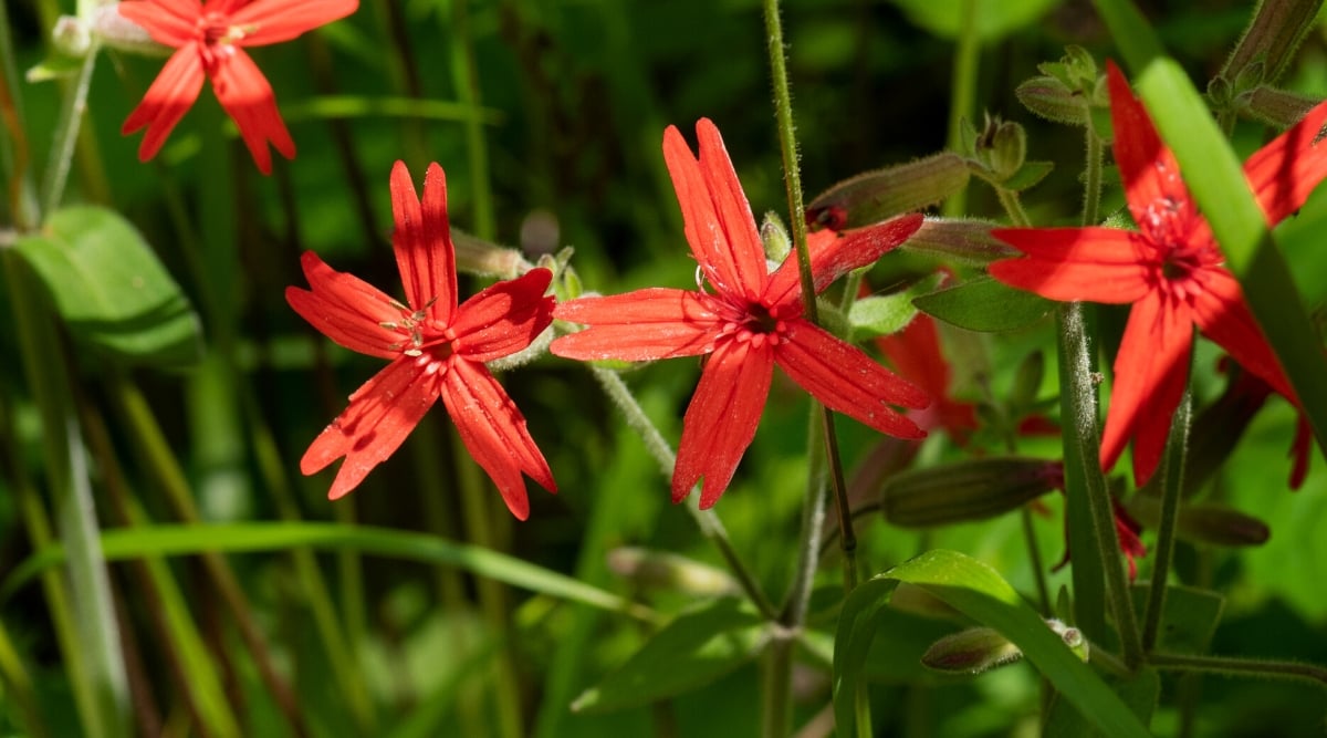 Close-up of a flowering Silene virginica plant in a garden. Silene virginica, also known as Fire Pink, is a native perennial plant found in eastern North America. It features lance-shaped leaves that form a basal rosette at the base of the plant. The stems rise above the foliage, bearing vibrant red flowers with deeply notched petals. 