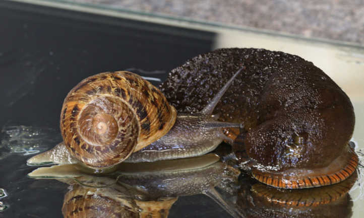 Snail vs slug
