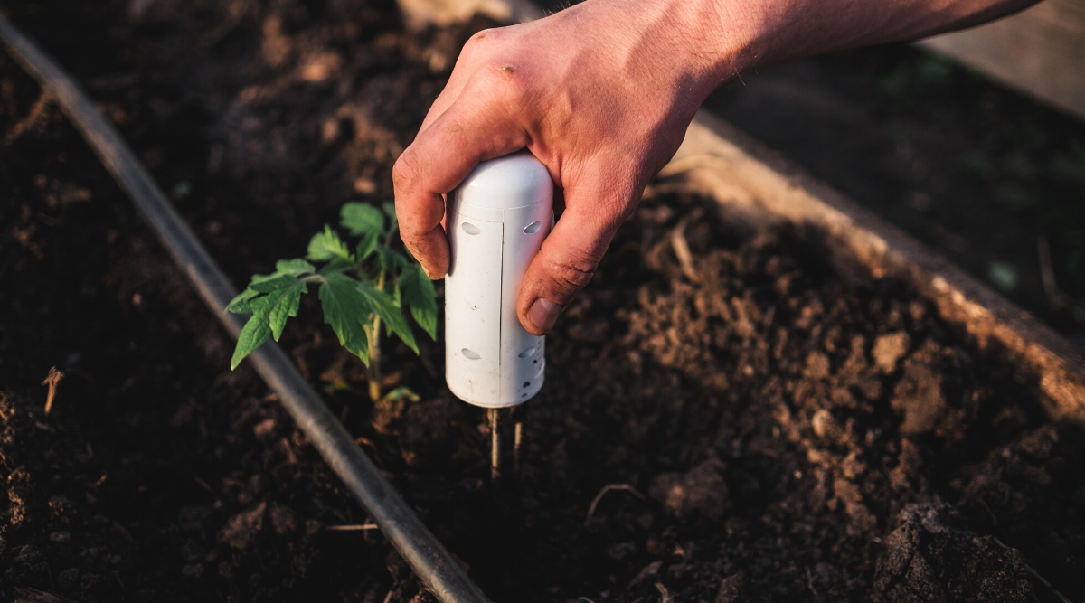 Close-up of a male hand measuring soil health with a special device on a raised bed with a growing tomato seedling. The device is oblong, cylindrical, white in color with two thin iron probes that are inserted into the soil for analysis. The tomato seedling is small, has a short stem with a pair of pinnately compound leaves, consisting of oval leaflets with serrated edges.