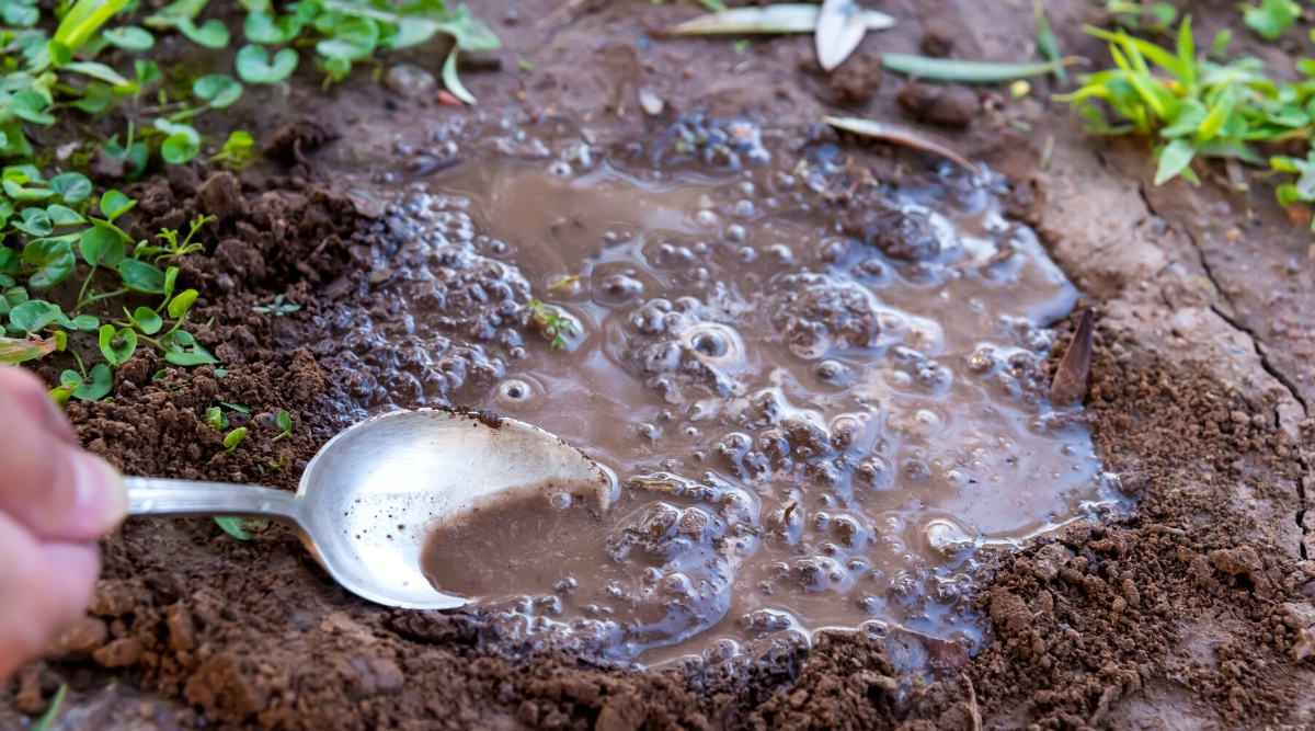 Close-up of poorly drained, clay soil that doesn't absorb water in a garden. The gardener checks with a gray spoon the remaining water on the surface of the soil after watering.