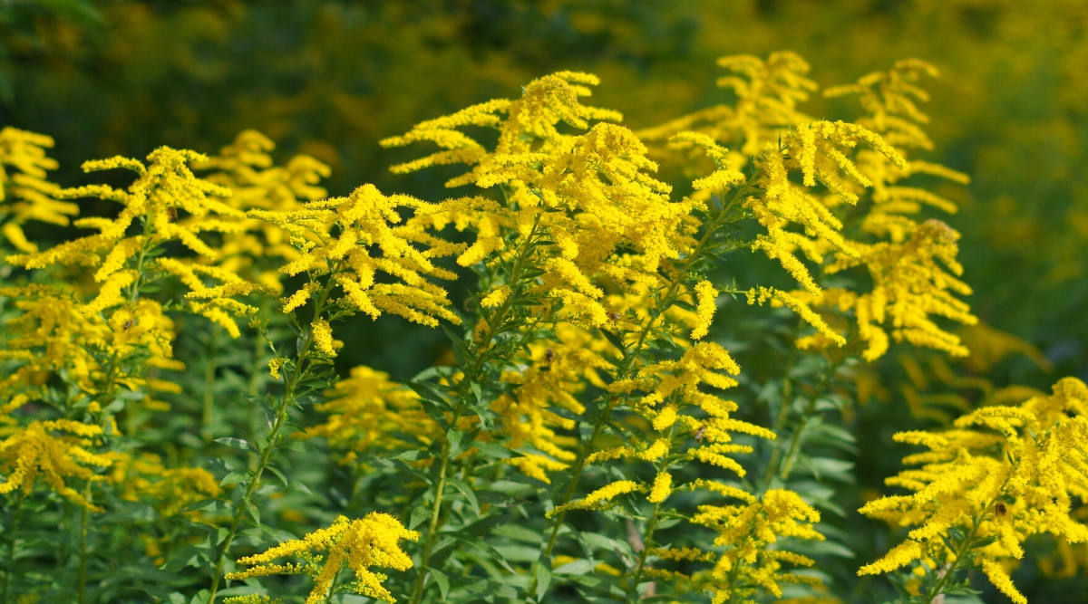 Solidago, commonly known as goldenrod, is a perennial plant belonging to the Compositae family. It is native to North America and is known for its bright yellow flowers that bloom in late summer and fall. The plant has long thin stems that are covered with lanceolate green leaves with serrated edges. Solidago flowers are small, collected together in dense oblong racemes or panicles at the tops of the stems. They are made up of many tiny, yellow, daisy-like flowers.