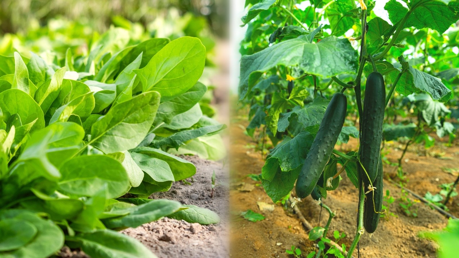 Should You Plant Spinach With Cucumbers?