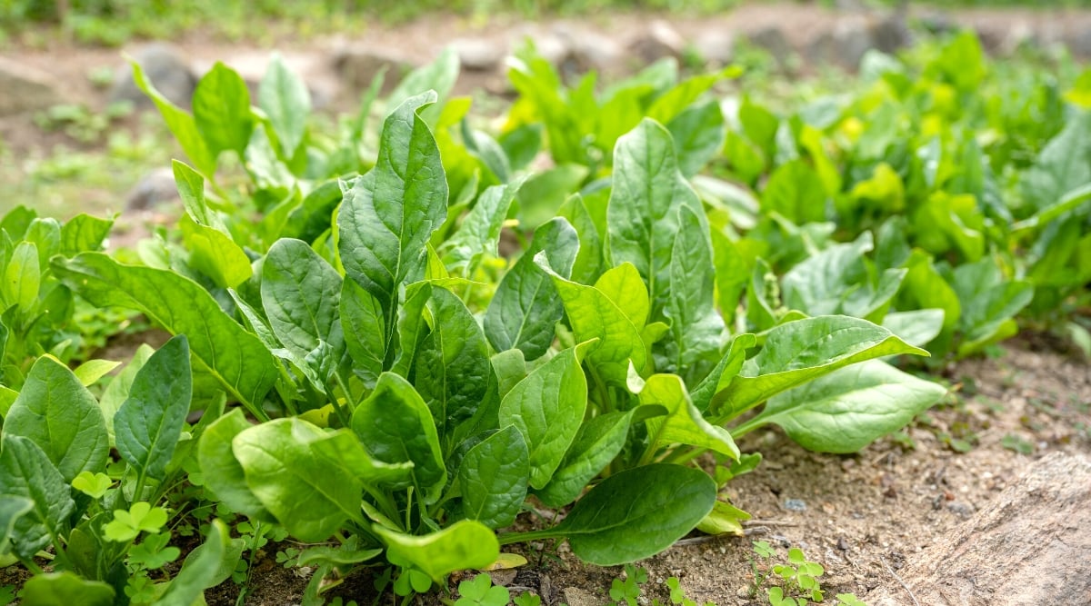 Close-up of a growing spinach on a garden bed. The appearance of spinach is characterized by bright green foliage and compact growth. Spinach leaves are broad, flat and smooth in texture. They are oval in shape with a slightly pointed tip. The leaves emerge from a central rosette at the base of the plant and are arranged in a spiral pattern. Spinach leaves are dark green in color.
