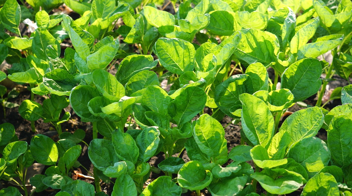 Close-up of a growing spinach in a sunny garden. Spinach plants are distinguished by bright green delicate leaves. Spinach leaves are usually broad, flat and smooth, with a characteristic heart or arrowhead shape. The leaves are bright green in color and have a slightly wrinkled texture.