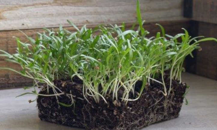 Spinach microgreens