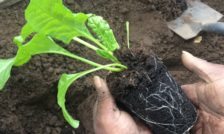 A spinach transplant, showing healthy roots