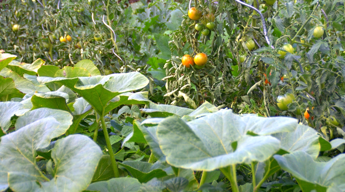 Close-up of growing squash and tomato plants in the garden. Squash has large, broad, round, grey-green leaves with serrated edges and a rough texture. The tomato plant has an upright bushy growth. Tomato leaves are dark green in color and slightly hairy in texture. They are pinnately compound with several leaflets attached to a central midrib. The leaves are oval in shape and have serrated edges. Tomato fruits are medium in size, round in shape, with a shiny, smooth orange-red skin.