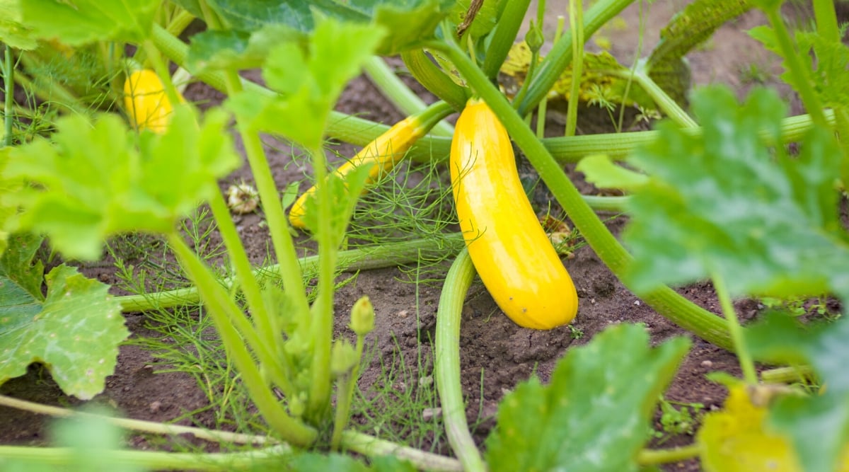 Close-up of Squash plants in a sunny garden. The plant has sprawling vines and large broad leaves. Pumpkin leaves are broad and usually palmate, which means they have multiple lobes that resemble a hand with fingers. Squash plants produce large, oblong fruits that are bright yellow in color.