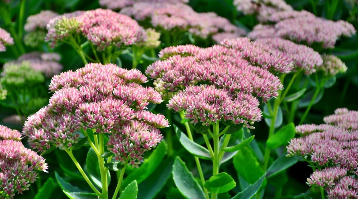 Close-up of a flowering Stonecrop plant, scientifically known as Sedum, is a perennial succulent plant that belongs to the Crassulaceae family, growing in a sunny garden. It is characterized by thick, fleshy leaves and clusters of small, star-shaped flowers. The leaves are juicy, cylindrical, bright green in color with serrated edges. Stonecrop produces beautiful flowers that are collected in compact clusters called inflorescences. The flowers are pink, small and star-shaped with many petals radiating from a central point.