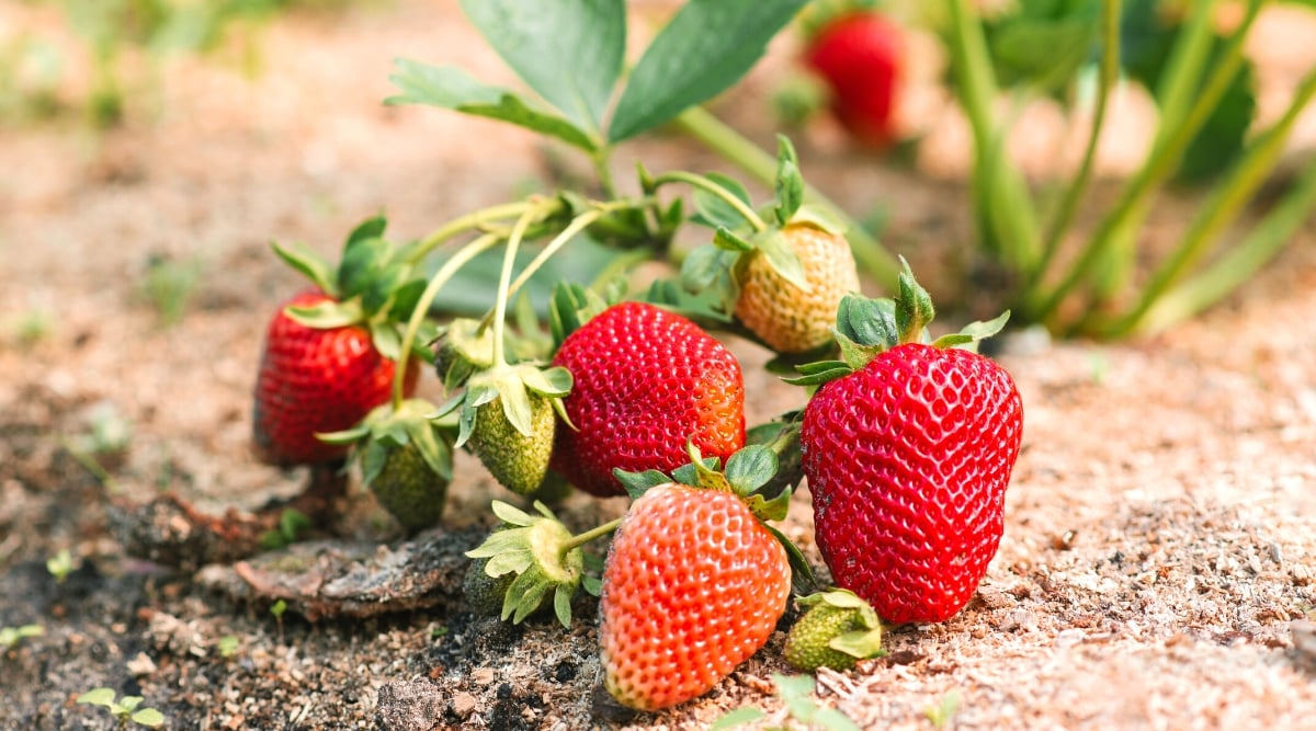 Close-up of ripe strawberries on a bed in a sunny garden. Strawberries are a low-growing perennial plant that produces tasty, sweet fruits. Strawberry leaves are complex and consist of three leaflets. Leaflets are dark green in color, oval in shape, with jagged edges. The leaves are borne on long petioles and are arranged in a rosette at the base of the plant. Strawberries are small, oval-shaped, bright red in color. They have a textured skin and are covered in tiny seeds.