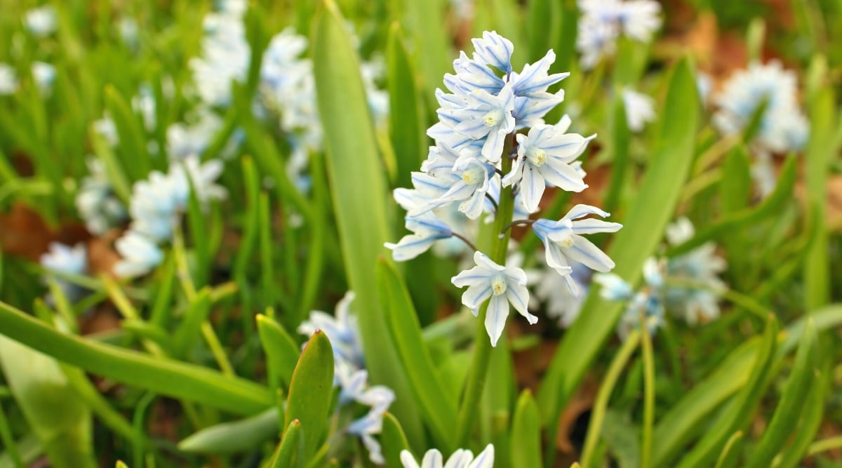 Close-up of a flowering plant Striped Squill, scientifically known as Puschkinia scilloides, in a sunny garden. The plant has thin, strap-like leaves that are green in color and emerge from the base of the plant. The flowers are small, star-shaped, growing in groups on strong stems. The petals are pale blue with distinct bands of darker blue.