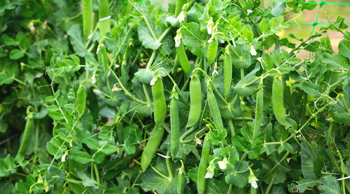 Sugar snap pea plants are climbing vines that produce delicate leaves and delectable pods. The leaves are bright green and consist of several pairs of leaflets, with a tendril emerging opposite each leaflet. The leaflets are oval, with a smooth texture and a slightly glossy appearance. The pods are plump, crispy and juicy. They are elongated, and slightly curved, bright green in color. Inside the pods, peas are arranged in rows.