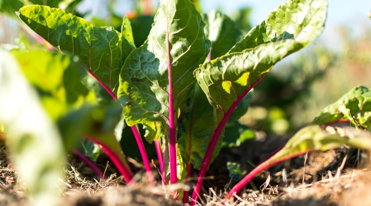 Close-up of a Swiss chard plant in a sunny garden. Swiss chard is a leafy green vegetable that is grown for its nutritious leaves. The leaves are bright green, wide, have a wrinkled texture. Stems are bright pink.
