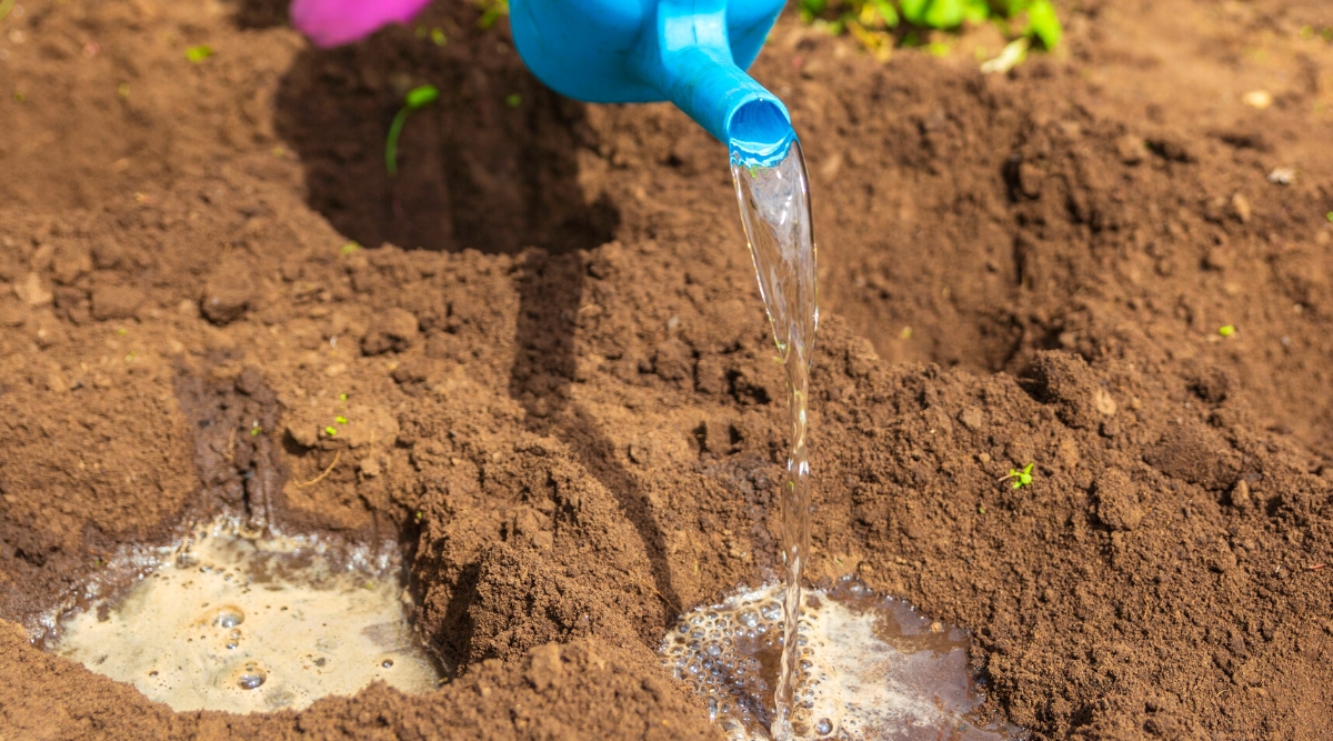 Close-up of a blue watering can being used to pour water into dug holes in a raised bed to check for proper soil drainage. Holes in the soil are completely filled with water.