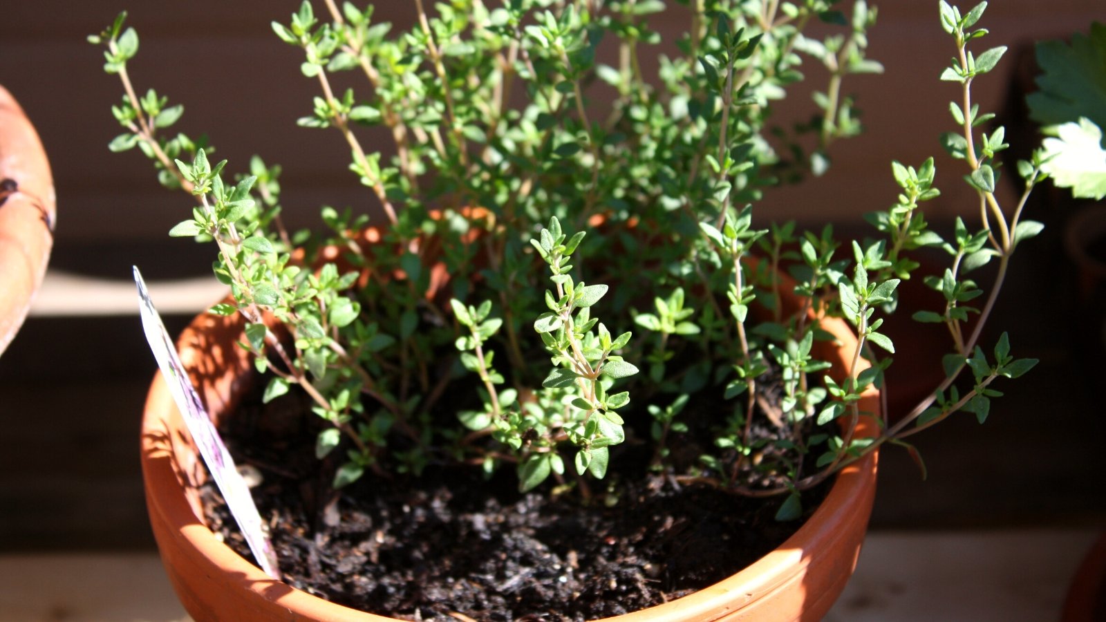 thyme in containers