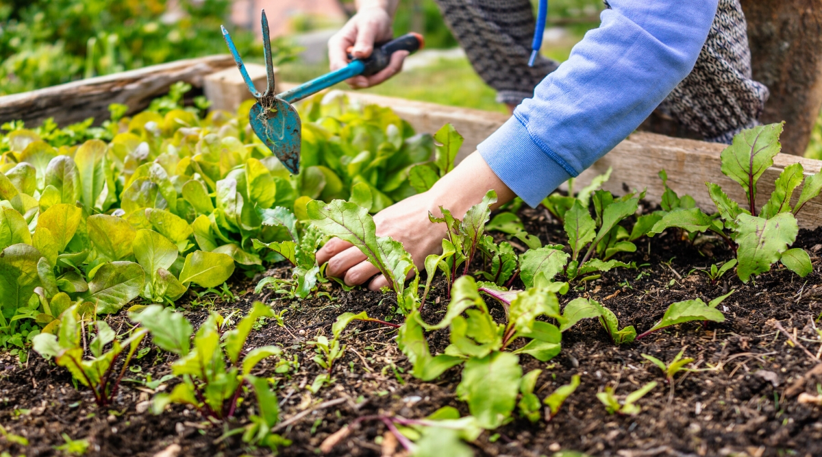 Close-up of a woman's hands cultivating the soil with a garden fork between growing plants on a raised bed. Lettuce grows on a wooden raised bed. The gardener is wearing a blue sweatshirt and white and black pants.