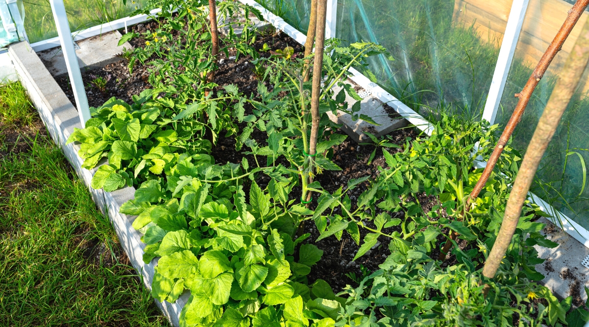 Top view of a raised bed with growing tomato and radish plants, in the garden. The tomato plant has upright stems covered with pinnately compound leaves that consist of oval green leaflets with serrated edges. Radish produces edible, round, bright pink roots and a rosette of medium oval, oblong, green leaves with a rough texture.