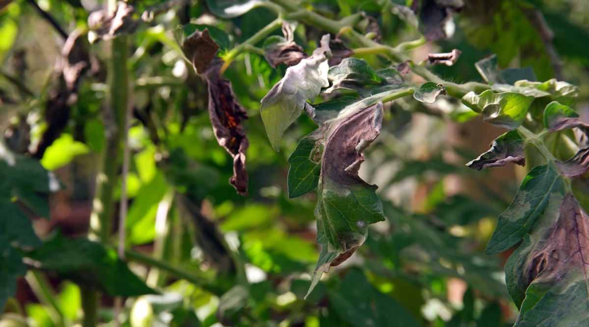 Close-up of the leaves of a Late Blight tomato plant in the garden. The plant has pinnately compound leaves, consisting of oval green leaflets with serrated edges. The leaves have purple-brown rotting spots and a white-gray bloom.