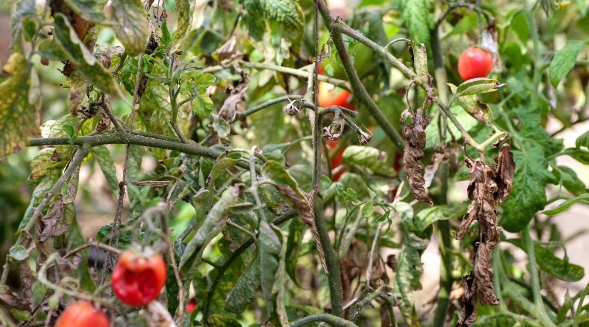 Close-up of Late Blight tomato plants in a sunny garden. The tomato plant has sluggish, twisted, dry: brown and green leaves with rotting spots. The leaves are oval, green, with serrated edges. The fruits of the tomato are round in shape, covered with a red thin skin. The fruits have rotten spots and a sluggish, soft texture.