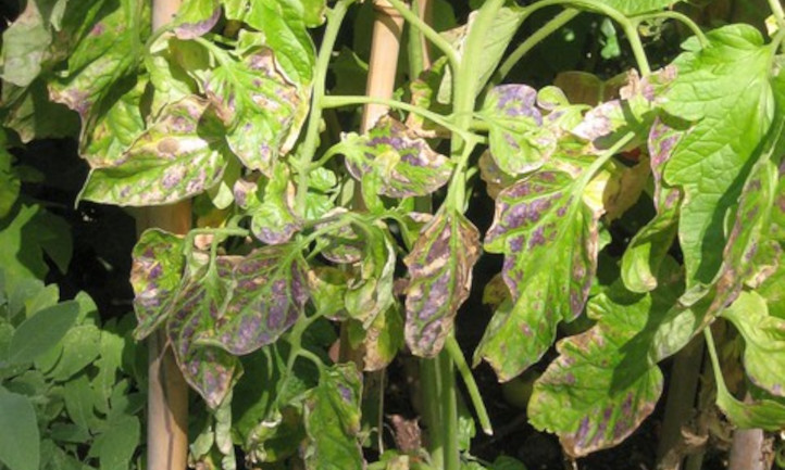 Tomato leaves with Phytophthora lesions