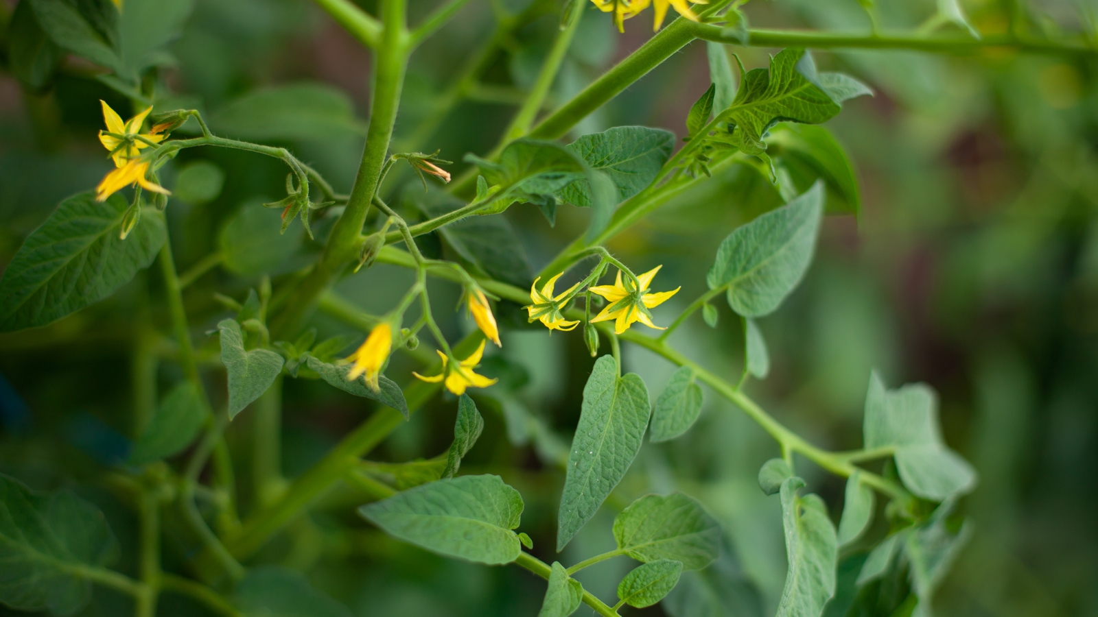 Tomato plant with yellow flowers blooming in the garden