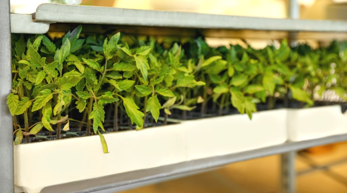 Close-up of young tomato seedlings on the counter in the garden center. The seedlings have upright pale green hairy stems and pinnately compound leaves consisting of oval green leaflets with serrated edges.