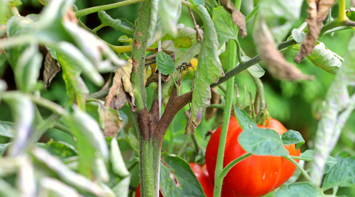 Close-up of a Late Blight tomato plant in the garden. The plant has upright green stems with brownish-purple rotting spots. The leaves are compound pinnate, with oval green leaves with serrated edges, and brown spots due to a fungal disease. The leaves are drooping. The fruit of the tomato is round, medium in size, covered with a thin bright red glossy skin.