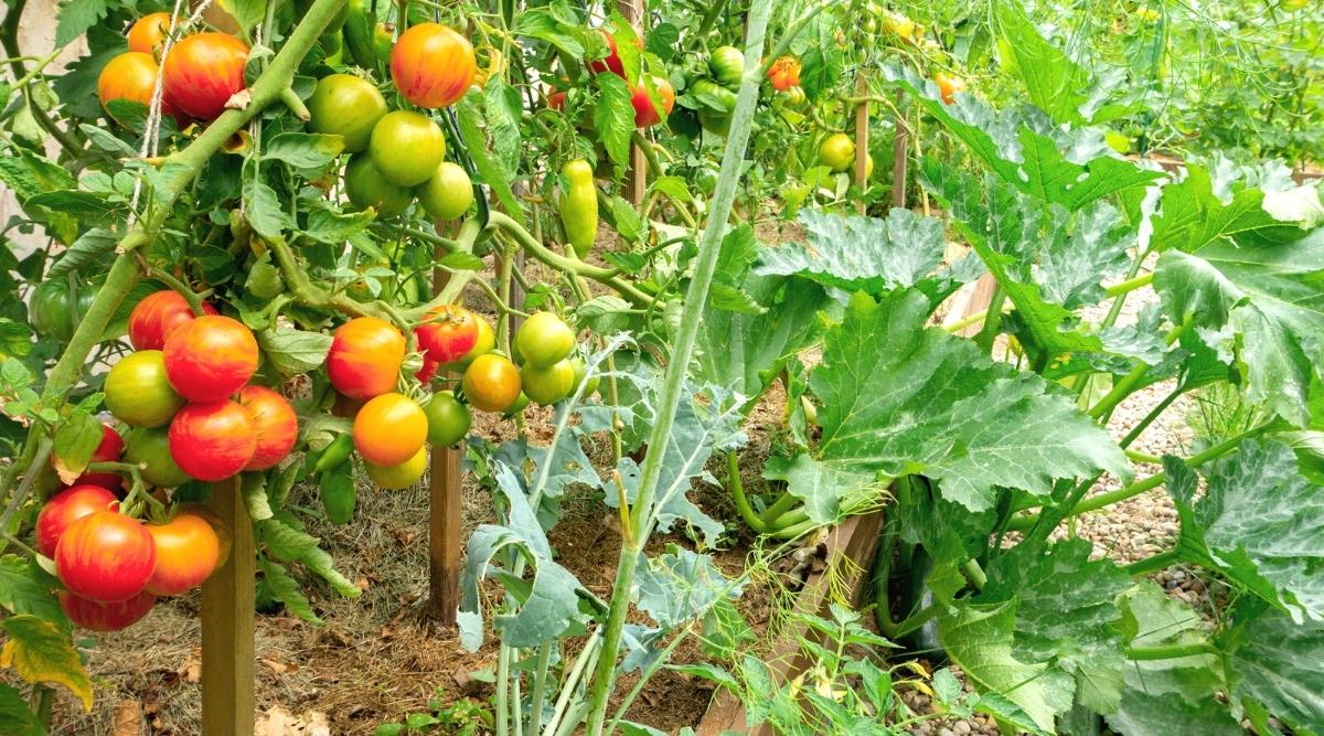 Close-up of growing squash and tomato plants in raised beds, in a sunny garden. Squash has large, broad, bright green leaves with deep lobes and serrated edges. The leaves have a slightly rough texture and silver spots. Tomatoes grow with wooden supports. They have a vertical climbing growth. The plant has pinnately compound leaves that consist of oval leaflets with serrated edges. The fruits are round, with a thin shiny orange-red skin.
