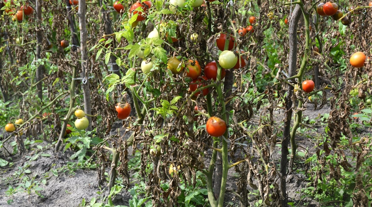 Close-up of rows of Late Blight tomato plants in a sunny garden. The plant has upright stems covered with compound pinnate leaves with oval green leaves with serrated edges. The fruits are round, with a thin glossy orange-red and pale green skin. The leaves are wilted, brown, rotten, drooping.