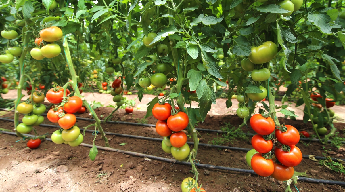 Close-up of rows of tomato plants, in a sunny garden. Tomato plants grow at the same optimal distance from each other. Black hoses for drip irrigation are laid on the soil. The tomato plant has vertical stems, pinnately compound leaves of dark green color, consisting of oval toothed leaflets. The fruits are large, rounded, slightly flattened, with bright red smooth shiny skin.