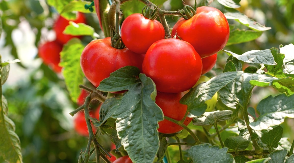 Close-up of ripening tomato fruits in the garden. The tomato plant is tall and upright, with a central stem that branches out into lush foliage. The leaves are medium to large in size, dark green, and have a slightly serrated edge. The fruits are large, rounded, bright red in color with a thin shiny skin.