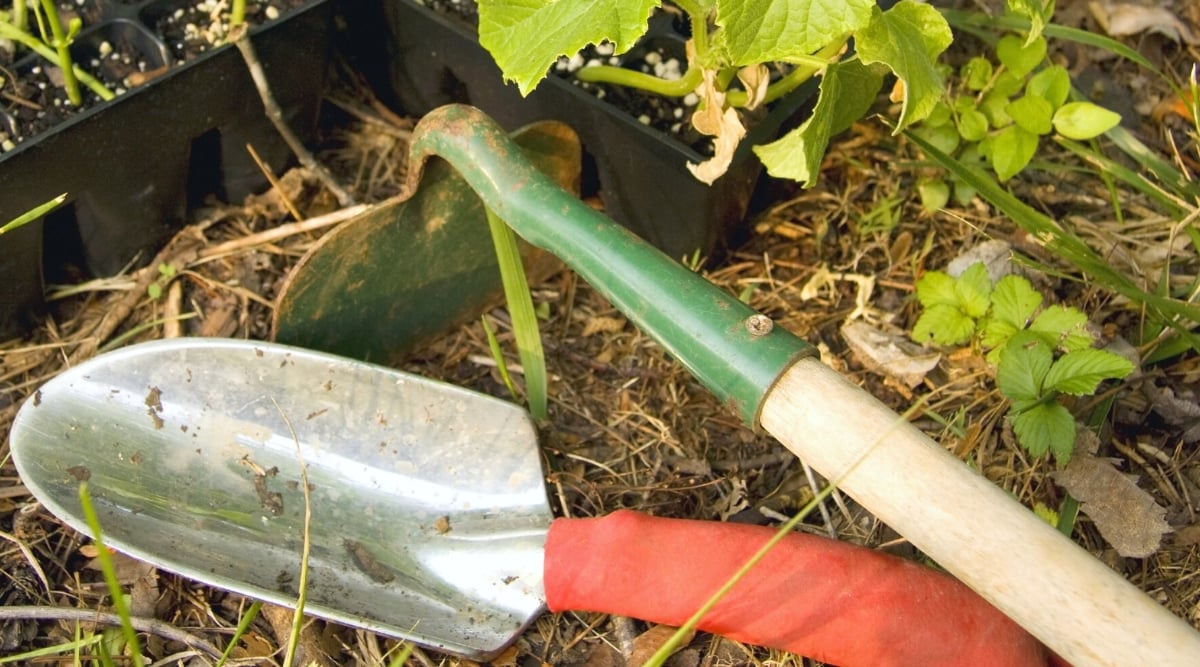 Close-up of garden tools trowels and hoes on the grass next to young plant seedlings in black trays. The trowel has a red handle and a gray spade-shaped blade. The hoe consists of a wooden handle with a rectangular green metal blade attached.