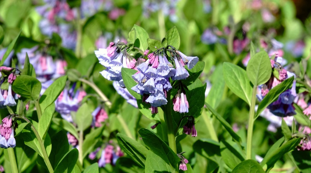 Close-up of a flowering Virginia Bluebells (Mertensia virginica) plant in a sunny garden. The leaves of Virginia Bluebells are simple, alternate, oval in shape with a smooth texture. The flowers are drooping, funnel-shaped, and usually a vibrant shade of blue and pink.
