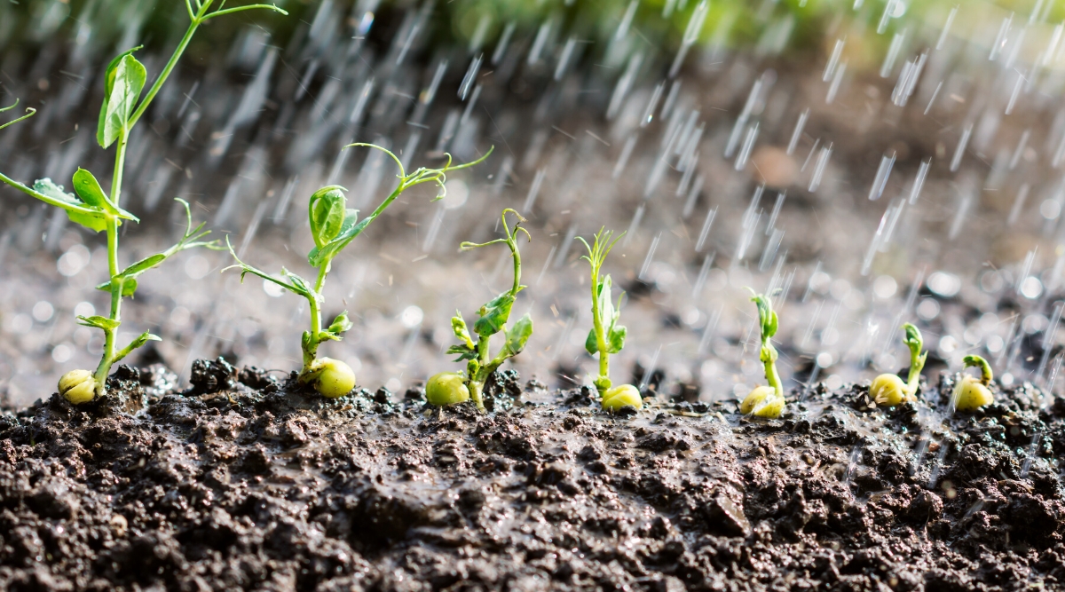 Close-up of watering green pea sprouts growing in soil under water drops. The seeds are rounded, pale green in color, from which young sprouts have sprouted. Sprouts have curly stems covered with simple oval smooth leaves of pale green color.