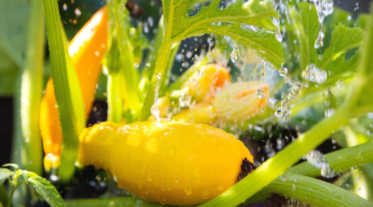 Watering squash plants in the garden. Close-up of ripe squash fruits in large water drops. The fruits are large, oblong, pear-shaped, with a bright yellow smooth skin. The leaves are large, wide, lobed, dark green in color with slightly serrated edges.