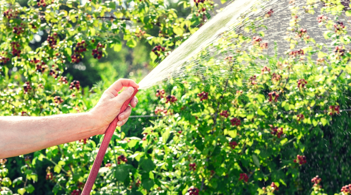 Close-up of a gardener's hand watering lush blackberry bushes with a red hose in a sunny garden. The bushes have many leaflets of bright green color with jagged edges, and ripe and unripe berries in black and red.