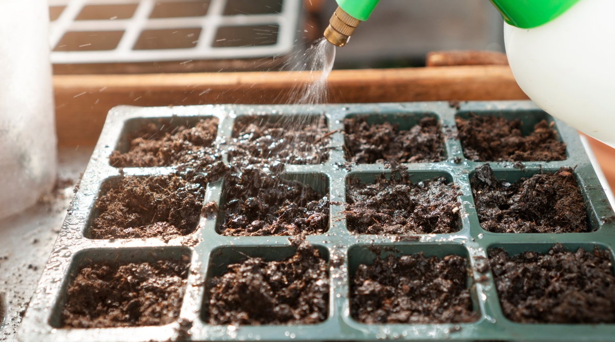 Watering seed Trays with green watering can. The seed trays are green with a rich, moist seed starting mix.