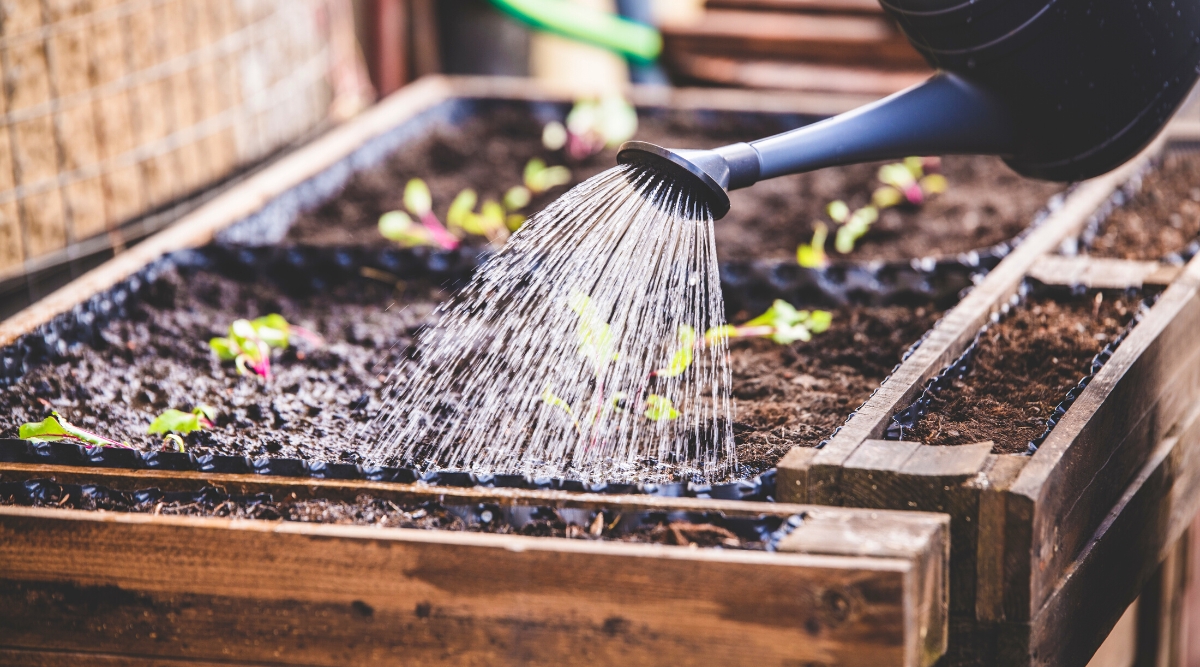 Close-up of a large black watering can watering a wooden raised bed. Young small beet seedlings grow on a raised bed. Beet seedlings have short purple stems and oval green leaves with wavy edges. The soil is completely wet.