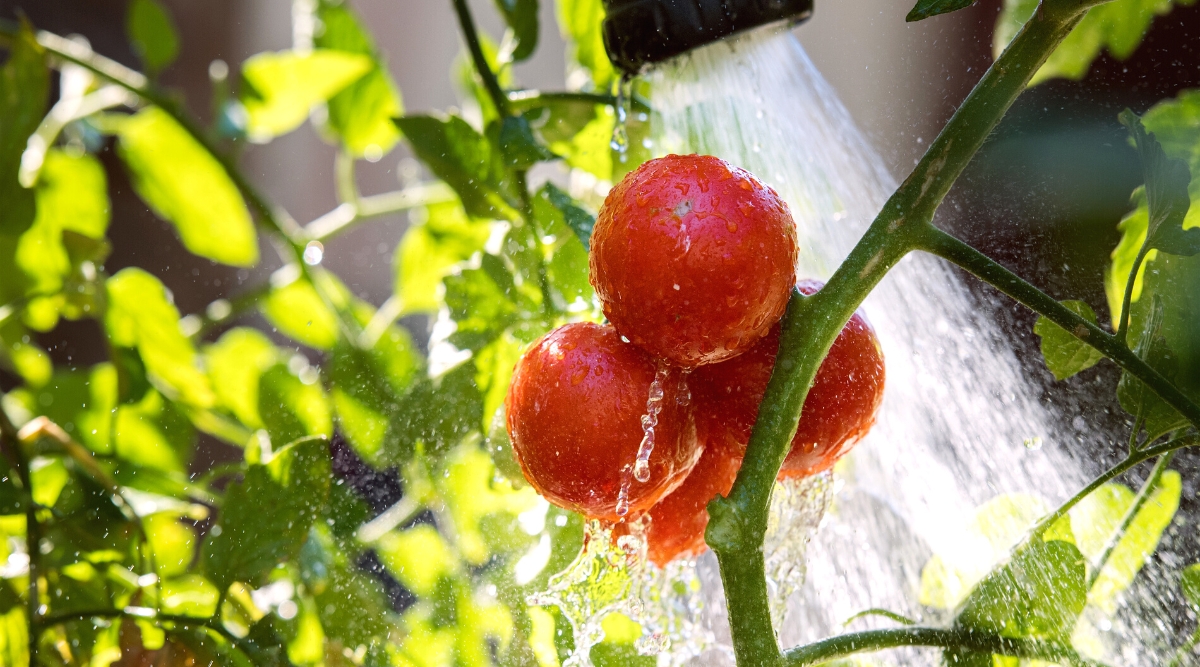 Close-up of watering tomatoes with a spray hose, in a sunny garden. Tomatoes have ripe, juicy, rounded fruits covered with a thin, shiny skin of bright red color.