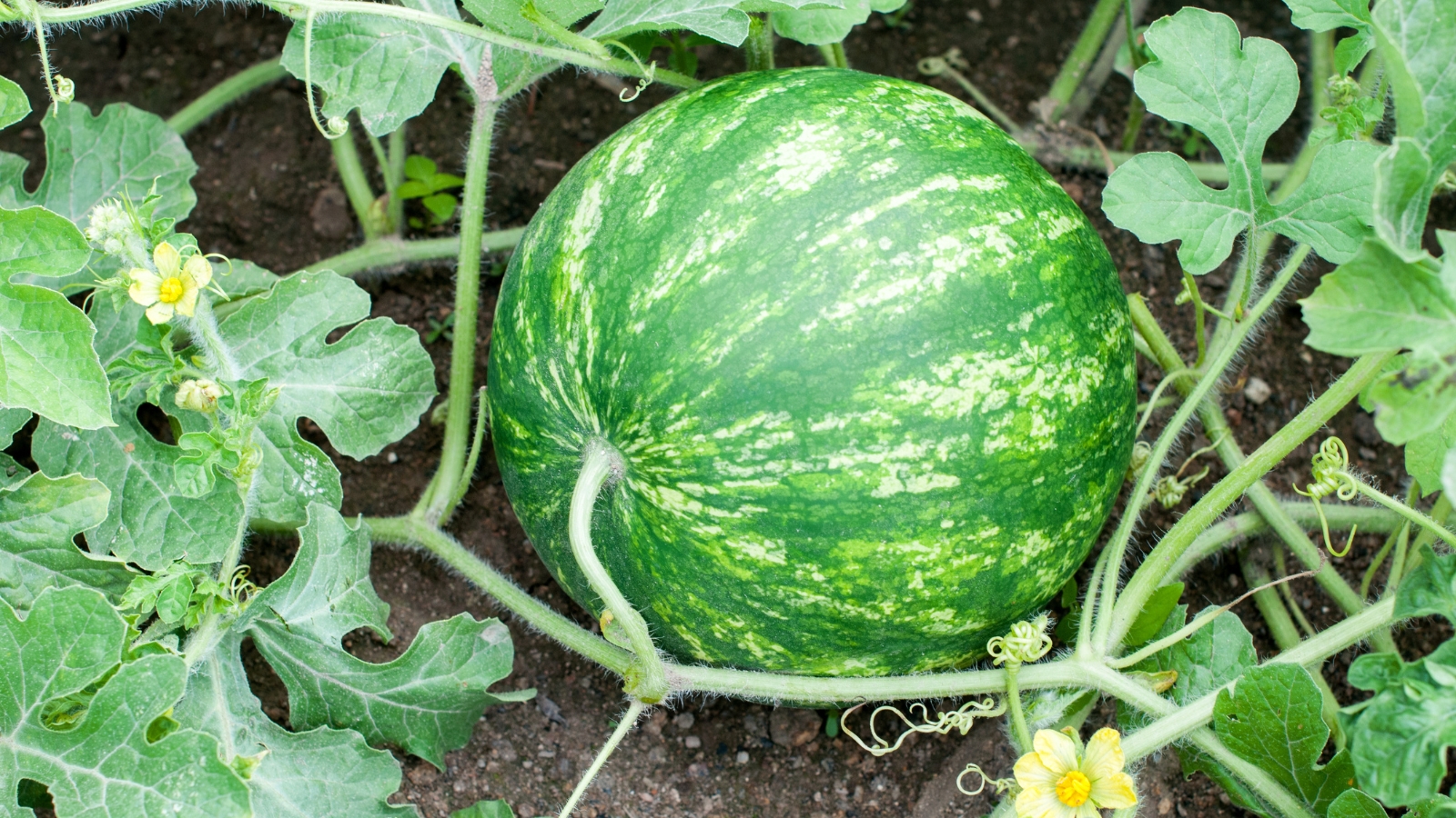 Watermelon variety growing in garden attached to vining plant in garden bed
