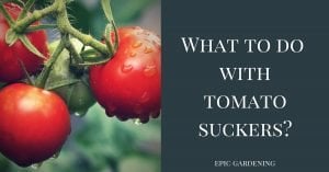 what do you do with tomato suckers