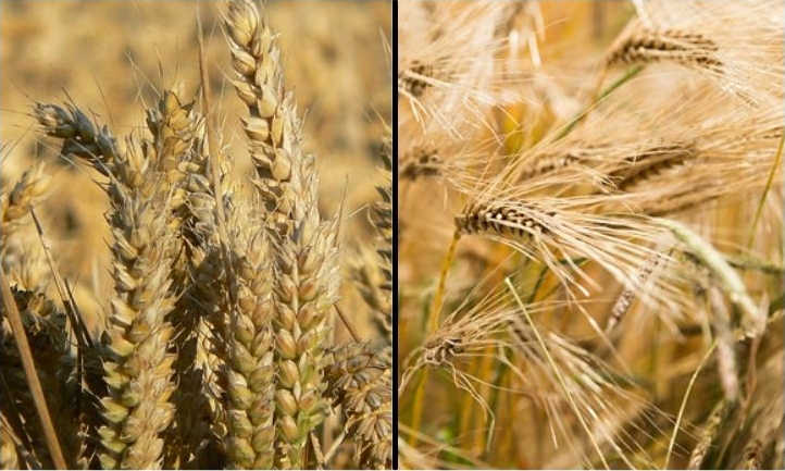 Wheat vs barley