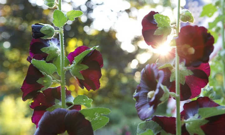 When to plant hollyhock seeds