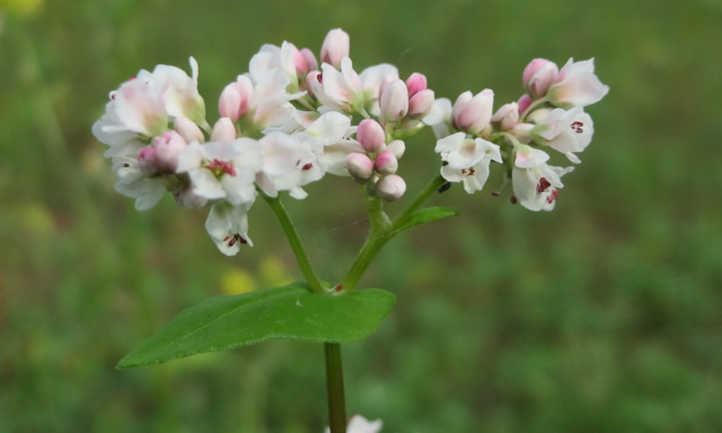 White buckwheat flowers