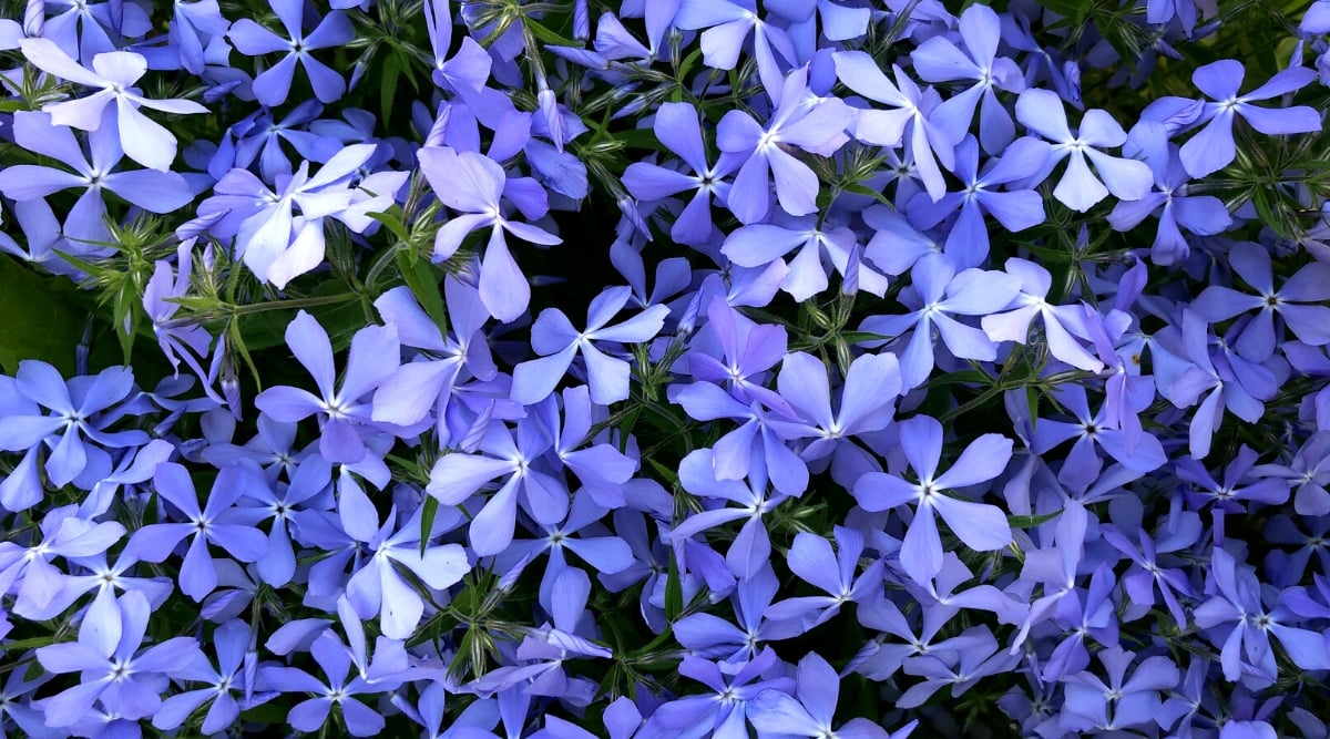 Close-up of blooming Wild Blue Phlox flowers in the garden. The leaves of the wild blue phlox are lanceolate or oblong and grow in opposite pairs along the stems. The flowers are small and bloom in clusters atop erect stems. Each flower has five petals that are fused at the base to form a tubular shape. Petals are a pale lavender blue.
