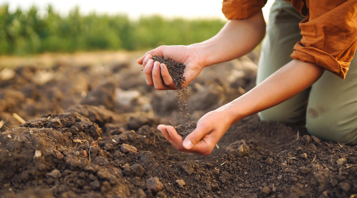 Close-up of female hands checking the quality of the soil in the garden before planting. The soil is dark brown, loose. The gardener is dressed in olive-colored trousers and an orange shirt.