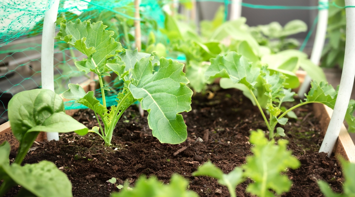 Close-up of young Kale plants growing on a raised wooden bed in the garden. The plant forms a rosette of large, oval, wide, green leaves with curly edges. The raised bed is covered with a mesh blue fabric.