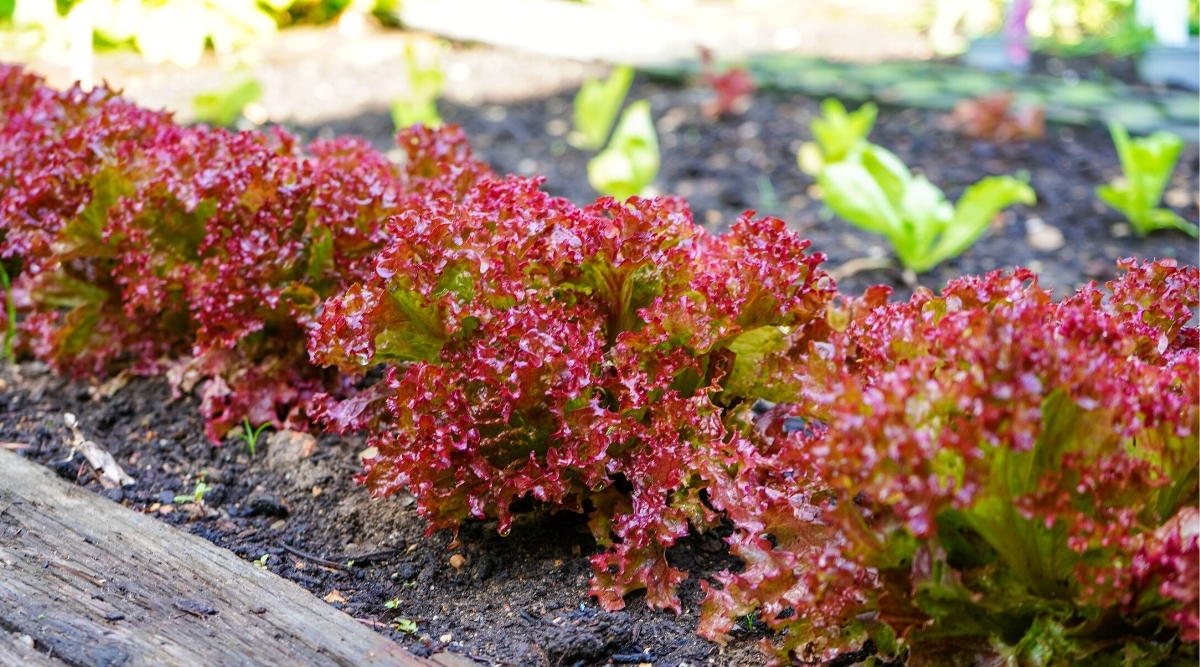 Close-up of a raised bed with two types of lettuce growing using the Succession Plant method. One type of lettuce is already mature, forming large rosettes of broad green leaves with strongly curly red-purple edges. A young lettuce grows in the background, forming small rosettes of oblong green leaves with wavy edges.