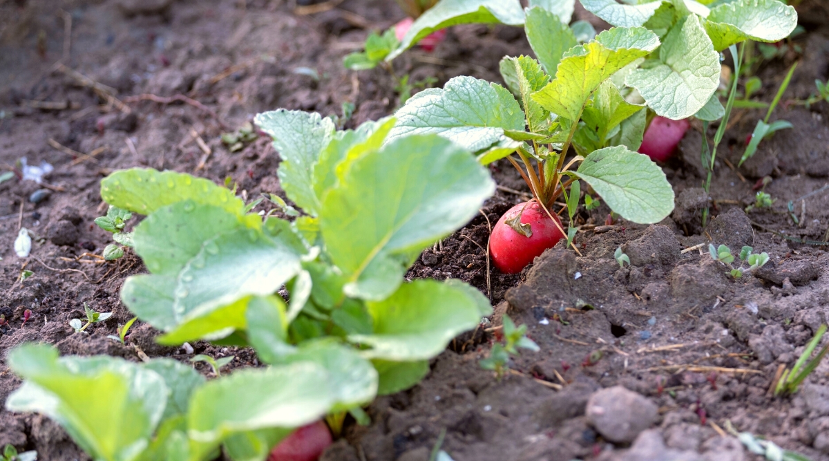 Close-up of radish plants in the garden in the garden. The radish has rounded, firm, bright pink roots and a small rosette of oval, blue-green leaves with slightly serrated edges and a rough texture.