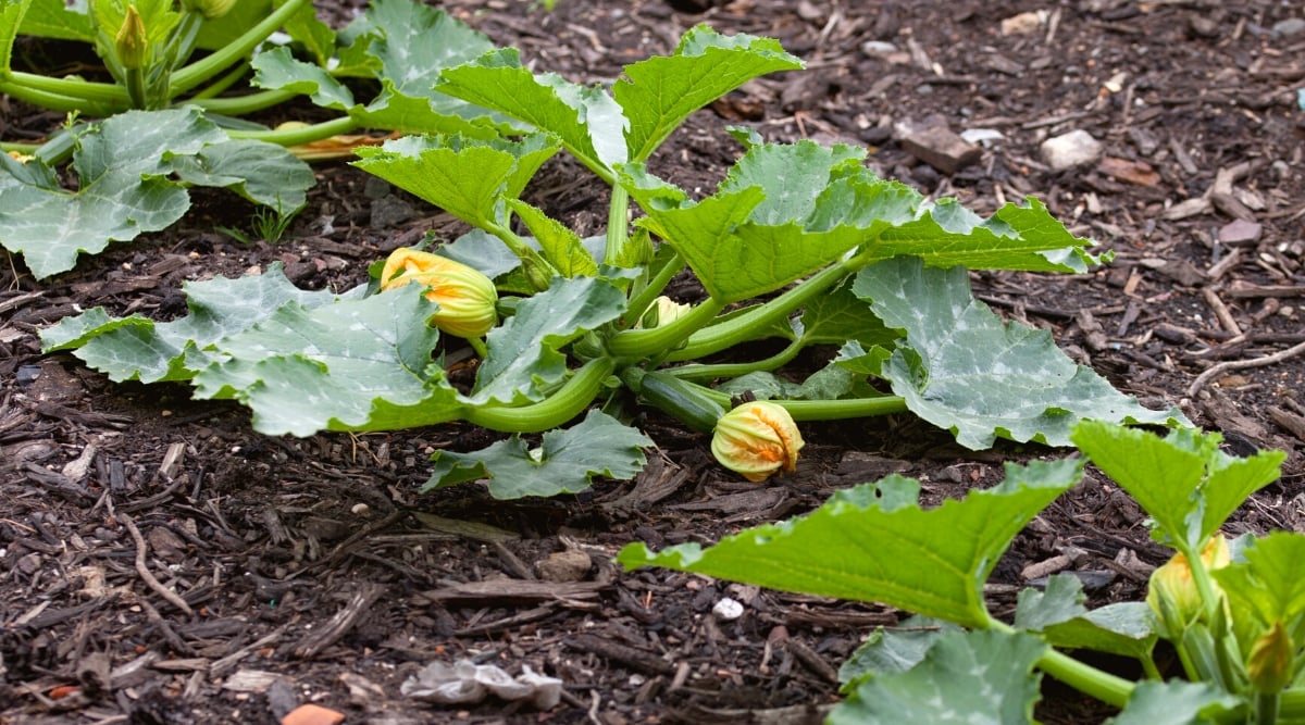 Close-up of growing zucchini plants in rows in the garden. Zucchini plants have large, broad leaves and grow as sprawling vines. The leaves are dark green in color and have a rough texture. The fruits of the zucchini plant are elongated and cylindrical, with smooth, green skin.